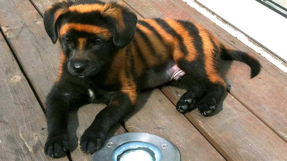 tiger striped dog breed tiger striped dog breed